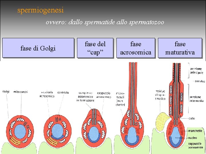 spermiogenesi ovvero: dallo spermatide allo spermatozoo fase di Golgi fase del “cap” fase acrosomica spermiogenesi ovvero: dallo spermatide allo spermatozoo fase di Golgi fase del “cap” fase acrosomica