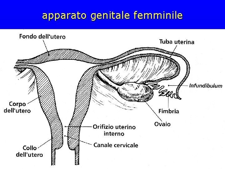 apparato genitale femminile apparato genitale femminile
