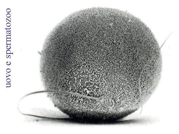 uovo e spermatozoo uovo e spermatozoo
