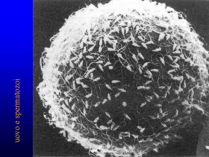 uovo e spermatozoi uovo e spermatozoi
