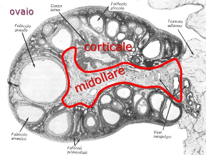 ovaio corticale e r a l l o d i m ovaio corticale e r a l l o d i m