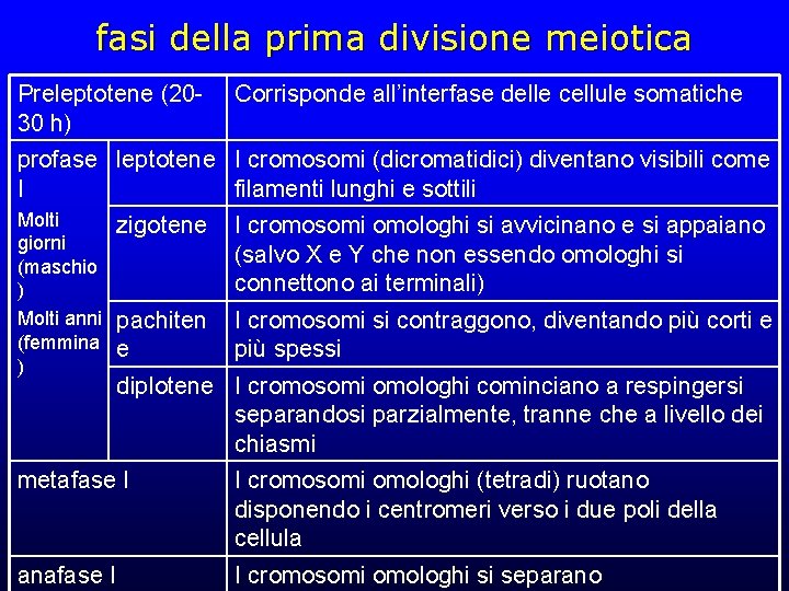 fasi della prima divisione meiotica Preleptotene (2030 h) Corrisponde all’interfase delle cellule somatiche profase fasi della prima divisione meiotica Preleptotene (2030 h) Corrisponde all’interfase delle cellule somatiche profase