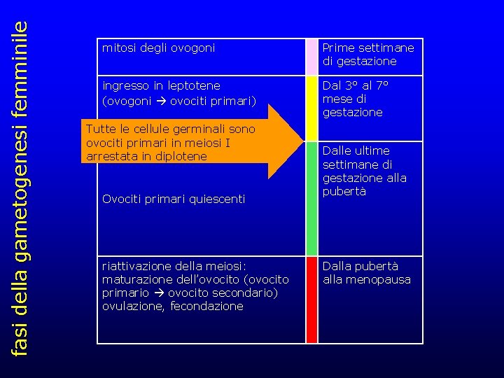 fasi della gametogenesi femminile mitosi degli ovogoni Prime settimane di gestazione ingresso in leptotene fasi della gametogenesi femminile mitosi degli ovogoni Prime settimane di gestazione ingresso in leptotene