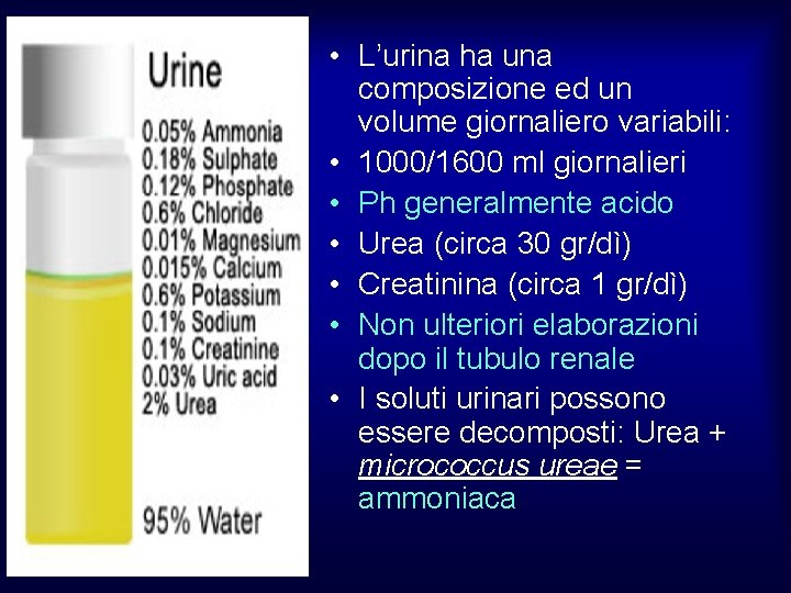  • L’urina ha una composizione ed un volume giornaliero variabili: • 1000/1600 ml