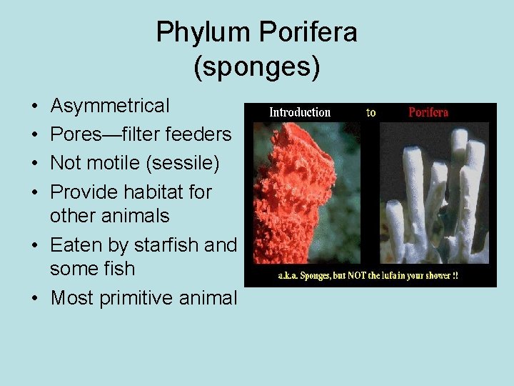 Phylum Porifera (sponges) • • Asymmetrical Pores—filter feeders Not motile (sessile) Provide habitat for