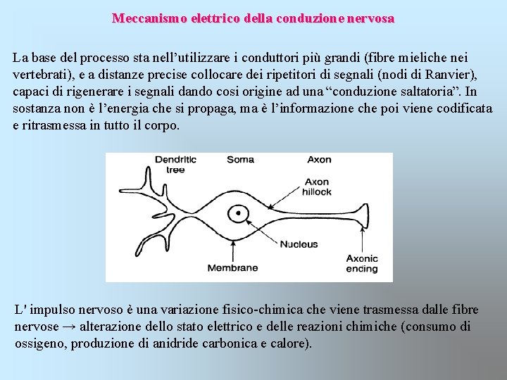  Meccanismo elettrico della conduzione nervosa La base del processo sta nell’utilizzare i conduttori