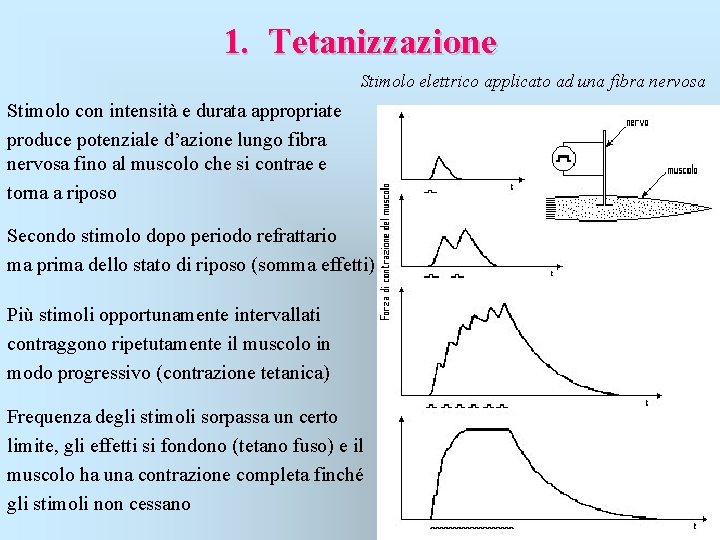 1. Tetanizzazione Stimolo elettrico applicato ad una fibra nervosa Stimolo con intensità e durata