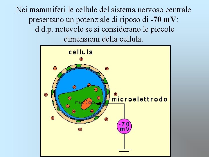 Nei mammiferi le cellule del sistema nervoso centrale presentano un potenziale di riposo di