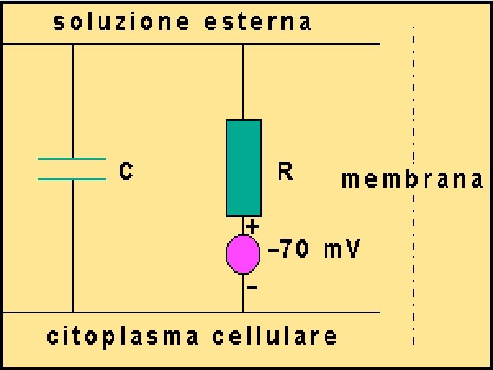 La membrana cellulare separando cariche elettriche si comporta come un condensatore. La membrana però