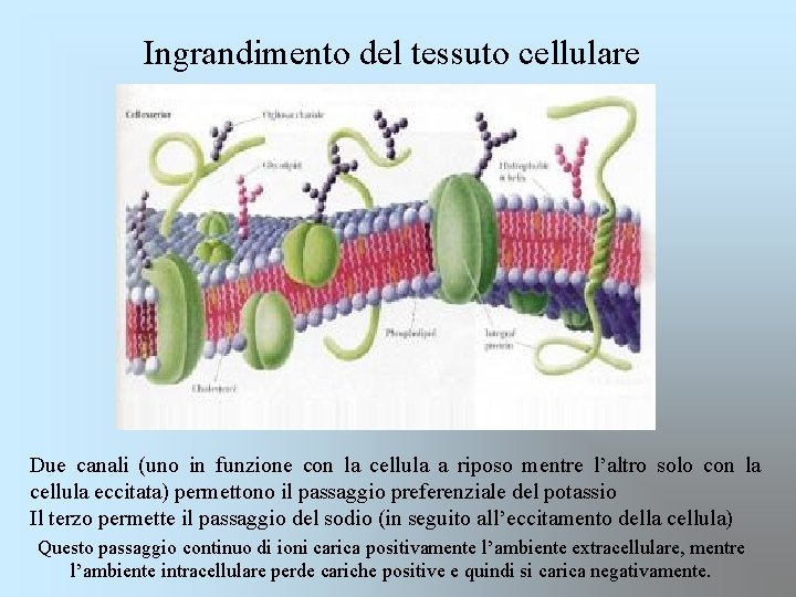 Ingrandimento del tessuto cellulare Due canali (uno in funzione con la cellula a riposo