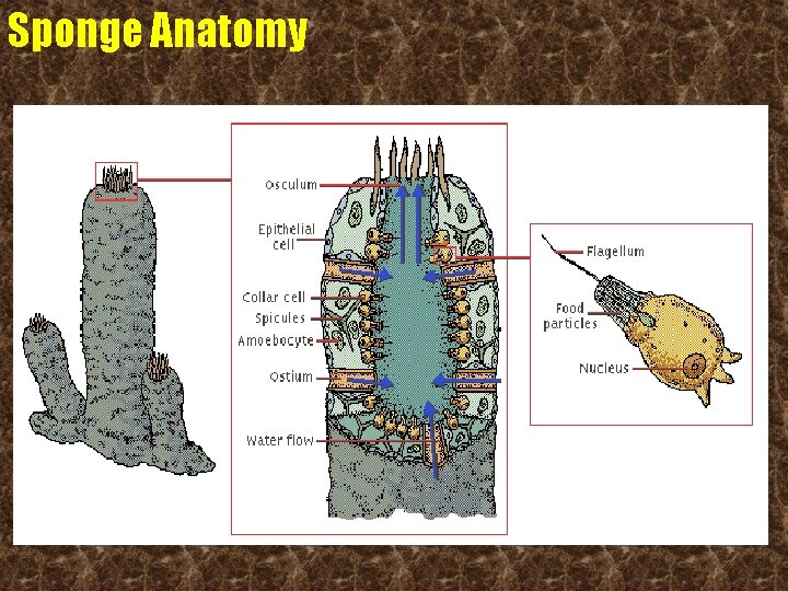 Sponge Anatomy 