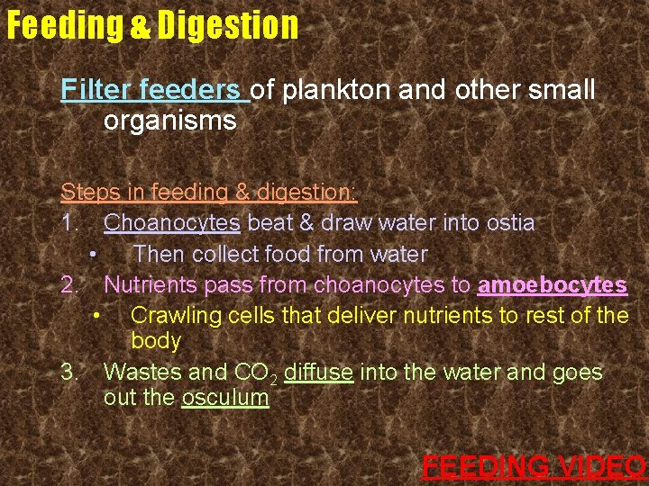 Feeding & Digestion Filter feeders of plankton and other small organisms Steps in feeding