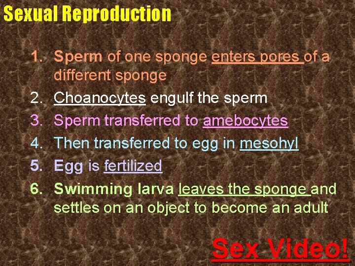 Sexual Reproduction 1. Sperm of one sponge enters pores of a different sponge 2.