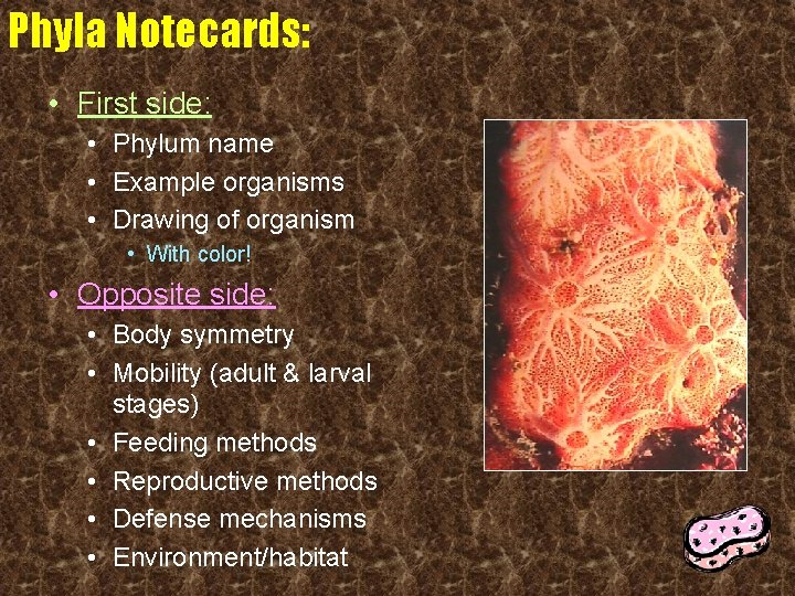 Phyla Notecards: • First side: • Phylum name • Example organisms • Drawing of