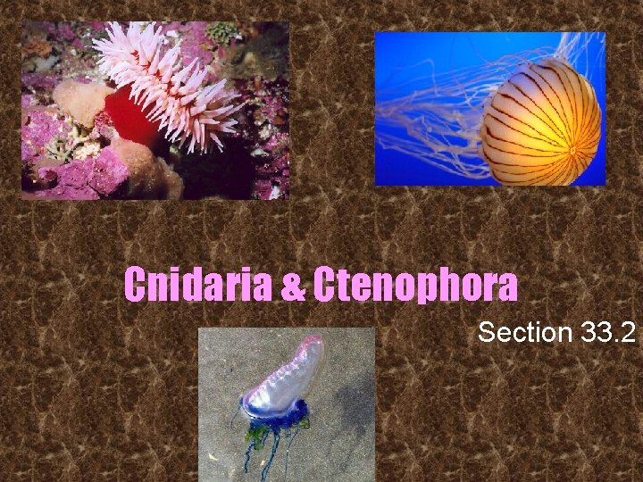 Cnidaria & Ctenophora Section 33. 2 
