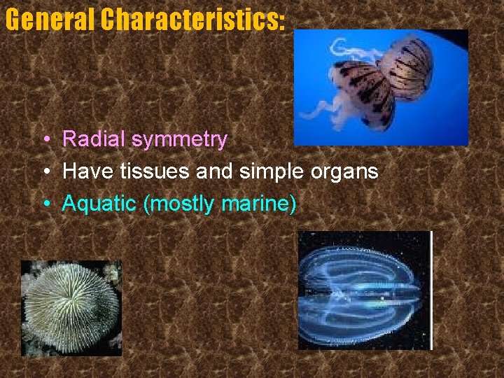 General Characteristics: • Radial symmetry • Have tissues and simple organs • Aquatic (mostly