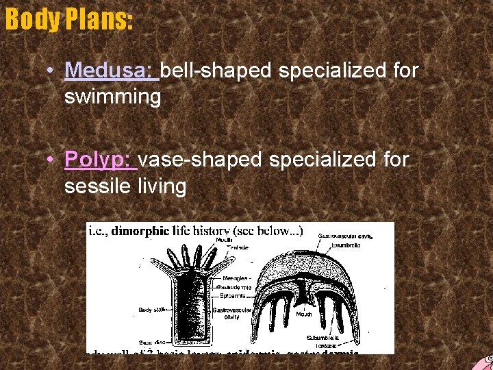 Body Plans: • Medusa: bell-shaped specialized for swimming • Polyp: vase-shaped specialized for sessile