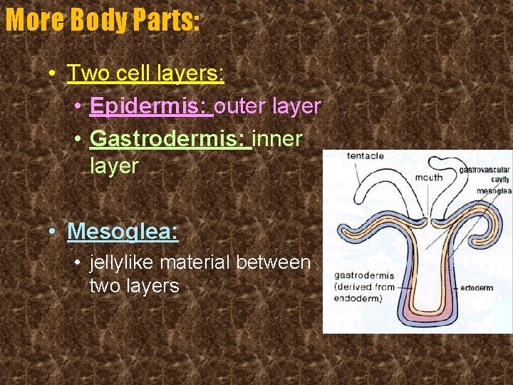More Body Parts: • Two cell layers: • Epidermis: outer layer • Gastrodermis: inner