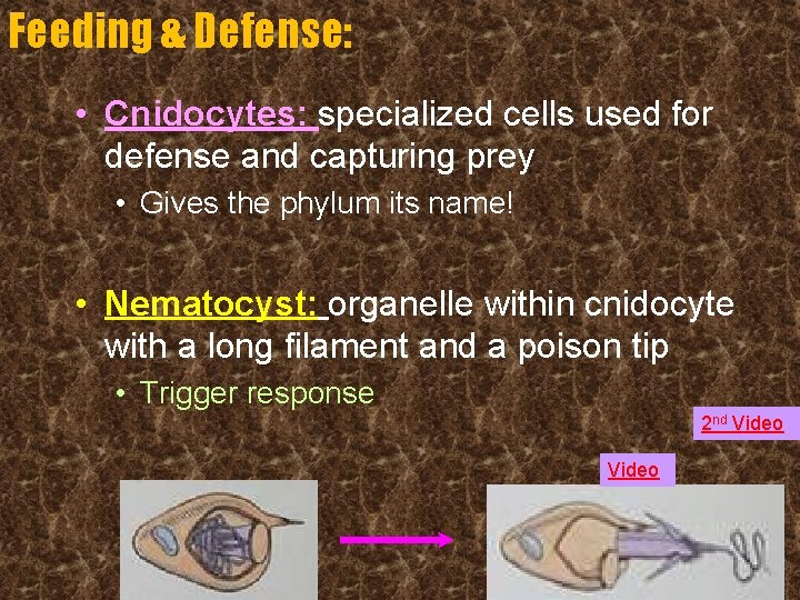 Feeding & Defense: • Cnidocytes: specialized cells used for defense and capturing prey •