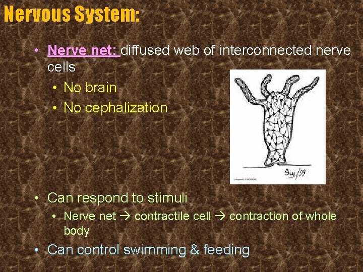 Nervous System: • Nerve net: diffused web of interconnected nerve cells • No brain