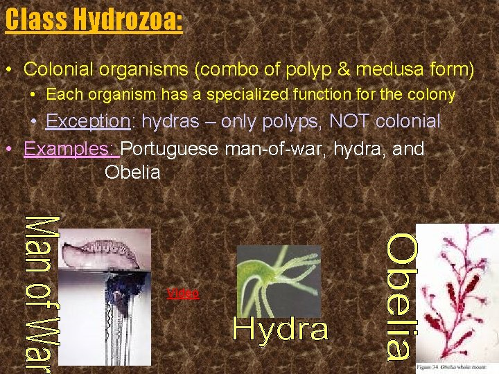 Class Hydrozoa: • Colonial organisms (combo of polyp & medusa form) • Each organism