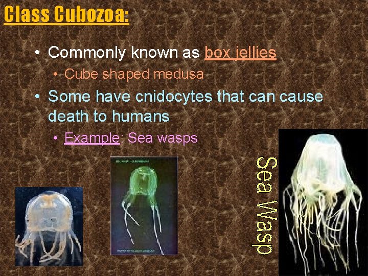Class Cubozoa: • Commonly known as box jellies • Cube shaped medusa • Some
