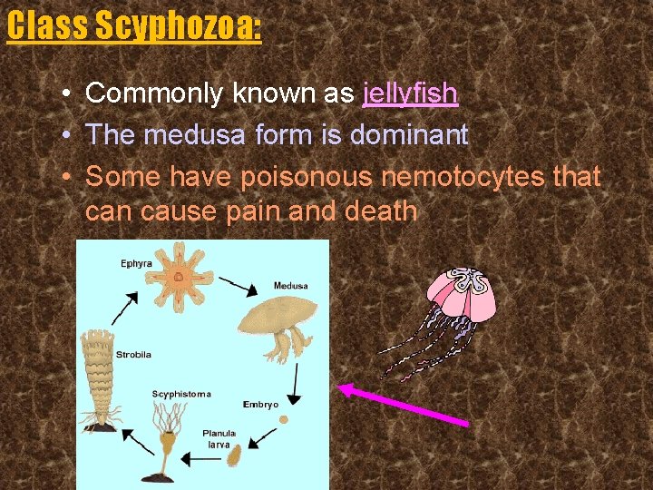 Class Scyphozoa: • Commonly known as jellyfish • The medusa form is dominant •