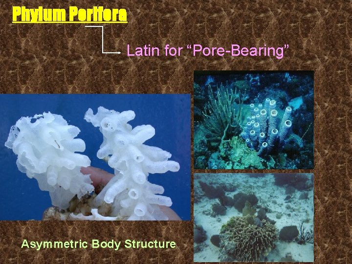 Phylum Porifera Latin for “Pore-Bearing” Asymmetric Body Structure 
