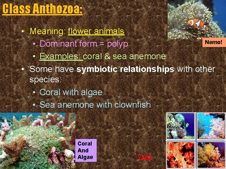 Class Anthozoa: • Meaning: flower animals Nemo! • Dominant form = polyp • Examples: