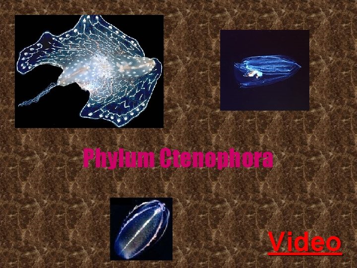 Phylum Ctenophora Video 
