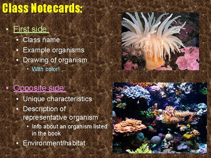 Class Notecards: • First side: • Class name • Example organisms • Drawing of