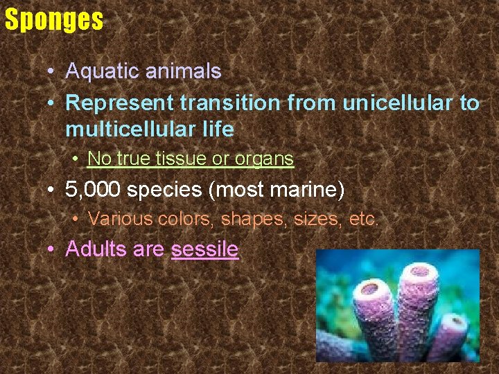 Sponges • Aquatic animals • Represent transition from unicellular to multicellular life • No