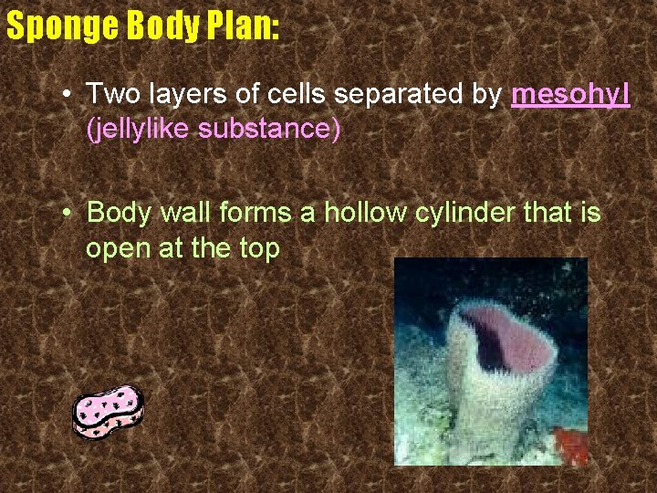 Sponge Body Plan: • Two layers of cells separated by mesohyl (jellylike substance) •