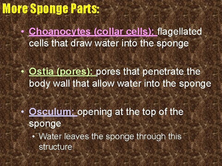 More Sponge Parts: • Choanocytes (collar cells): flagellated cells that draw water into the