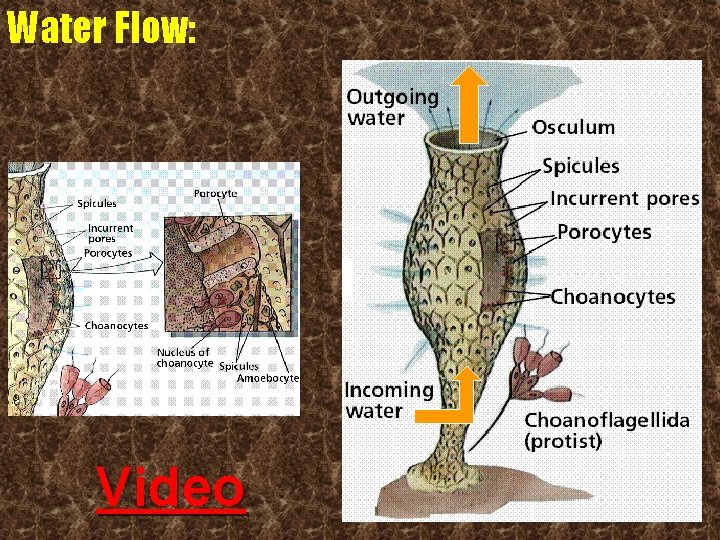 Water Flow: Video 