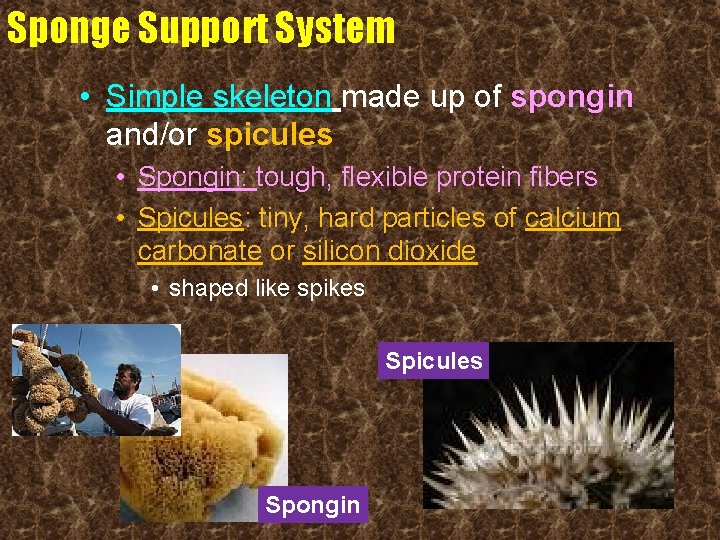 Sponge Support System • Simple skeleton made up of spongin and/or spicules • Spongin: