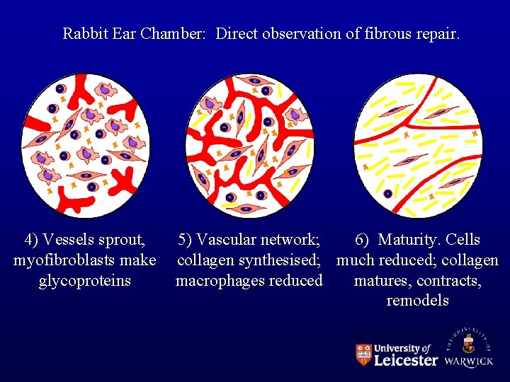 Rabbit Ear Chamber: Direct observation of fibrous repair. 4) Vessels sprout, myofibroblasts make glycoproteins