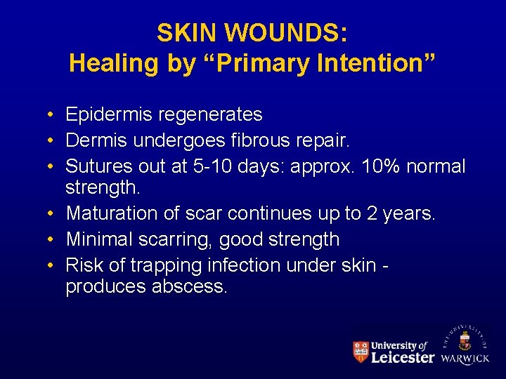 SKIN WOUNDS: Healing by “Primary Intention” • Epidermis regenerates • Dermis undergoes fibrous repair.