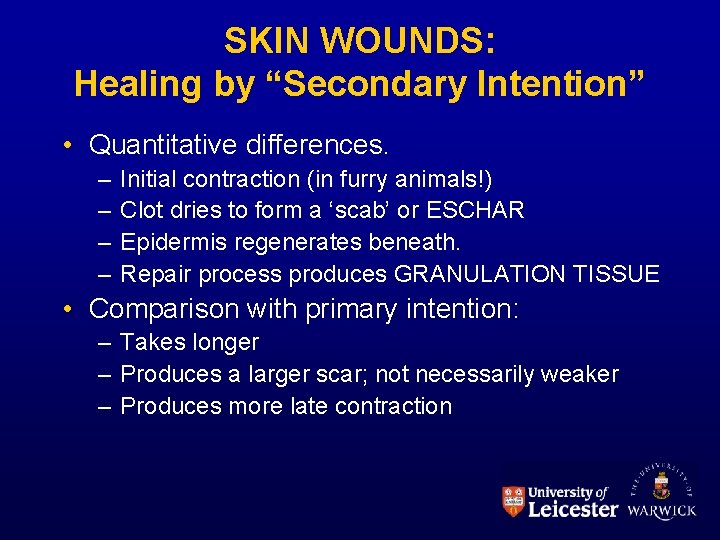 SKIN WOUNDS: Healing by “Secondary Intention” • Quantitative differences. – – Initial contraction (in