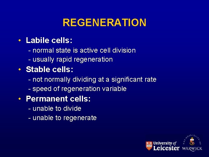 REGENERATION • Labile cells: - normal state is active cell division - usually rapid