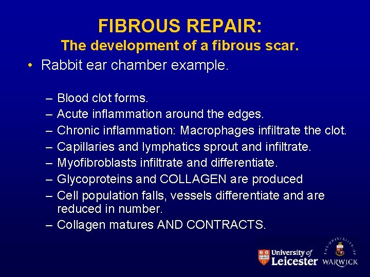 FIBROUS REPAIR: The development of a fibrous scar. • Rabbit ear chamber example. –