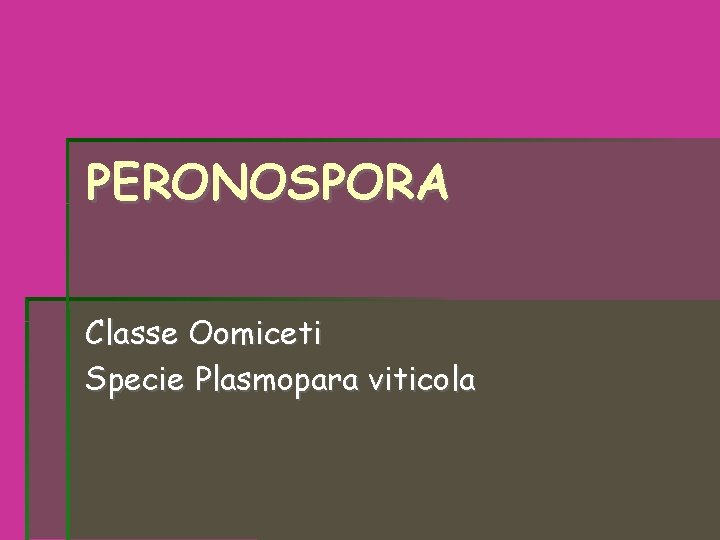 PERONOSPORA Classe Oomiceti Specie Plasmopara viticola PERONOSPORA Classe Oomiceti Specie Plasmopara viticola
