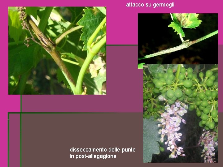 attacco su germogli disseccamento delle punte in post-allegagione attacco su germogli disseccamento delle punte in post-allegagione