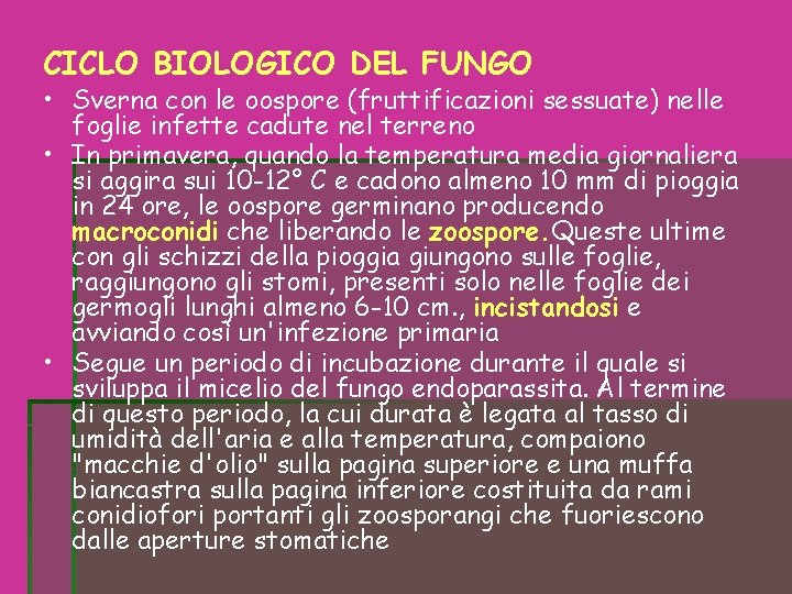 CICLO BIOLOGICO DEL FUNGO • Sverna con le oospore (fruttificazioni sessuate) nelle foglie infette CICLO BIOLOGICO DEL FUNGO • Sverna con le oospore (fruttificazioni sessuate) nelle foglie infette