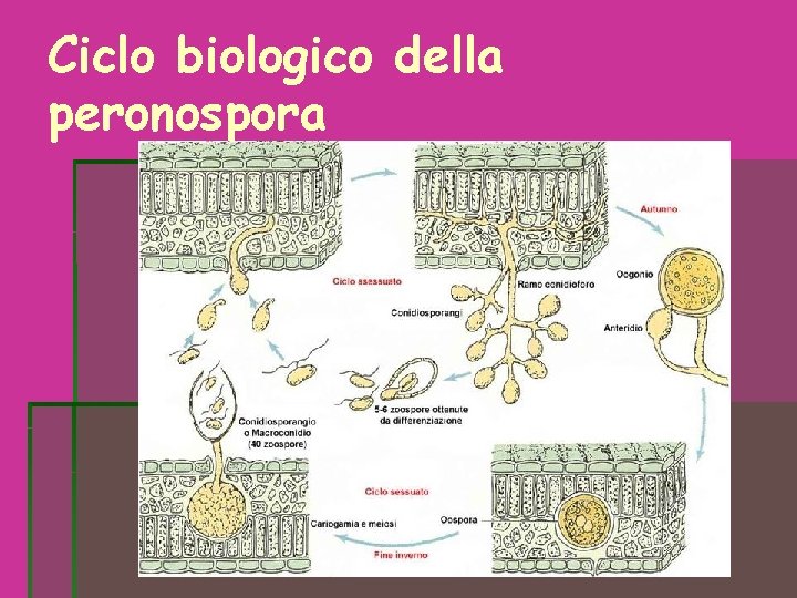 Ciclo biologico della peronospora Ciclo biologico della peronospora