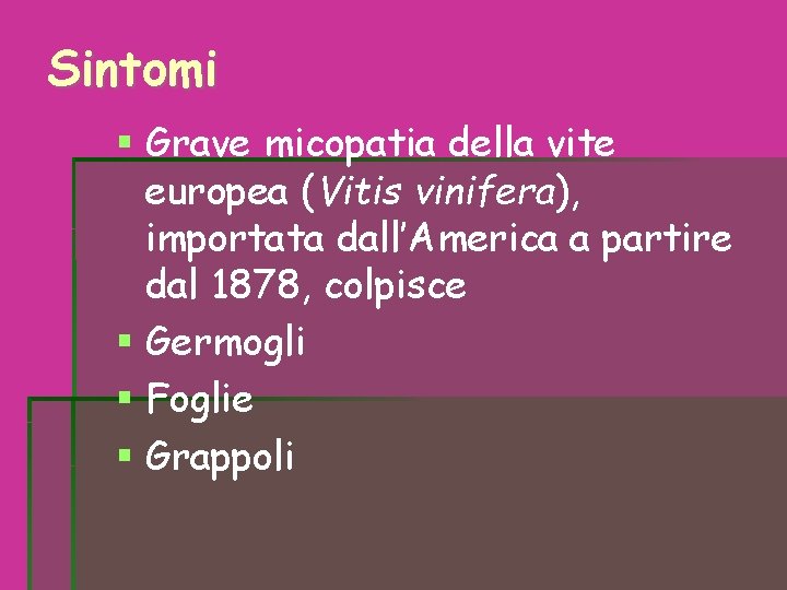 Sintomi Grave micopatia della vite europea (Vitis vinifera), importata dall’America a partire dal 1878, Sintomi Grave micopatia della vite europea (Vitis vinifera), importata dall’America a partire dal 1878,