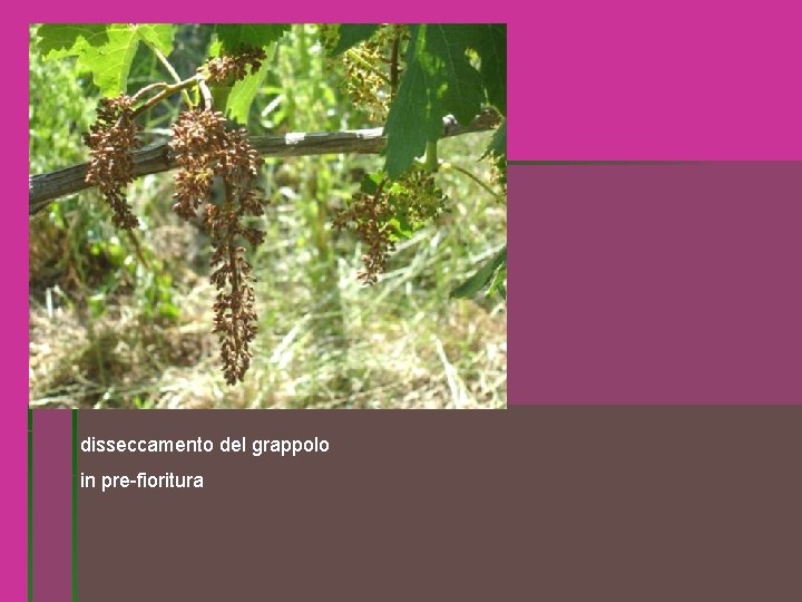 disseccamento del grappolo in pre-fioritura disseccamento del grappolo in pre-fioritura