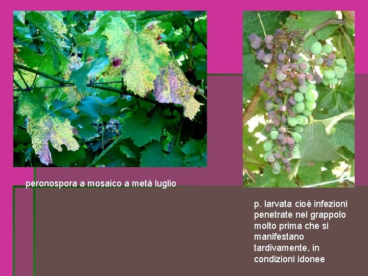 peronospora a mosaico a metà luglio p. larvata cioè infezioni penetrate nel grappolo molto peronospora a mosaico a metà luglio p. larvata cioè infezioni penetrate nel grappolo molto