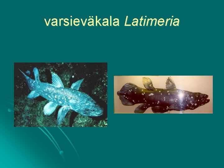 varsieväkala Latimeria 