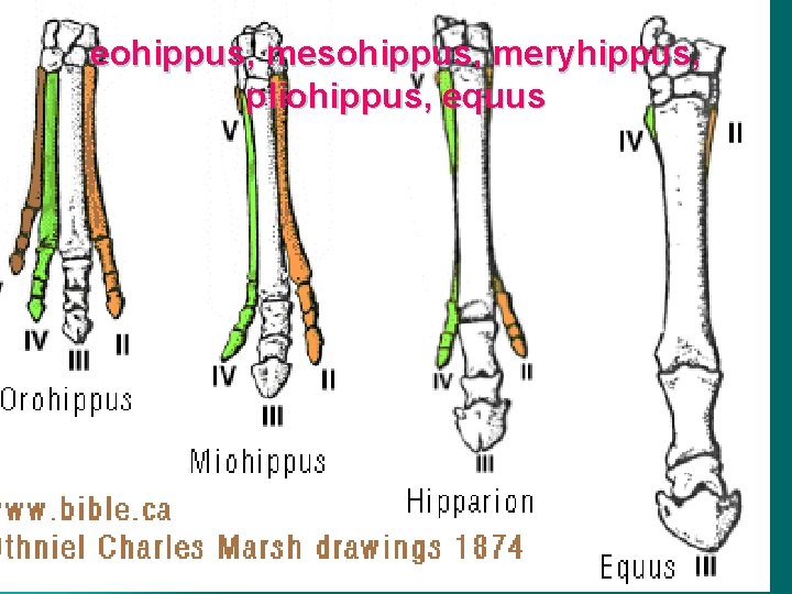 eohippus, mesohippus, meryhippus, pliohippus, equus 